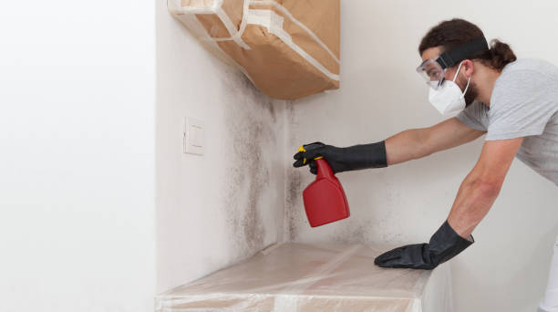 Professional Attic Mold Removal technician working in Yale, MI